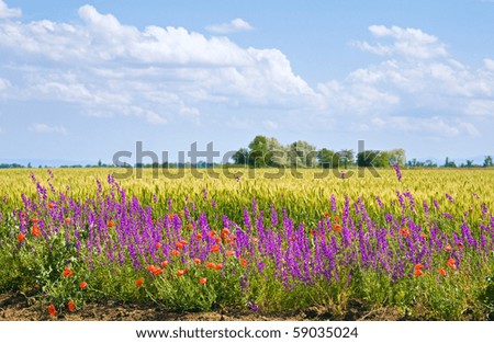 Similar – Image, Stock Photo poppy blossom Poppy field