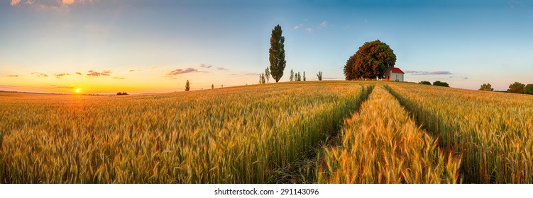 Summer wheat field panorama countryside, Agriculture