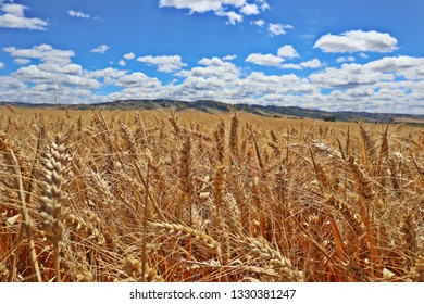 Summer Wheat Field Prior To Harvest In The Walla Walla Valley