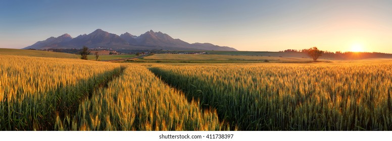 Summer wheat field in Slovakia, Tatras.