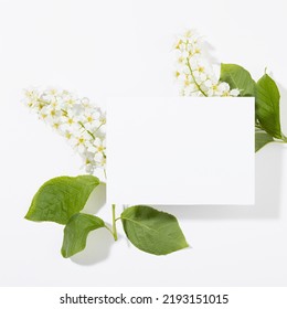 Summer White Blank Pad For Text Template With White Bird Cherry Flowers, Green Leaves Fly On White Background, Square. Romantic Floral Background For  Advertising, Branding Identity, Greeting Card.