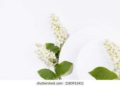 Summer White Circle Blank Pad For Text Template With White Bird Cherry Flowers Fly On White, Copy Space. Romantic Floral Background For Advertising, Branding Identity, Greeting Card, Design.