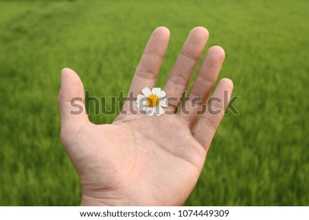 Similar – Image, Stock Photo close contact Animal Daisy