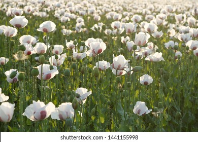 Summer white opium poppy field.