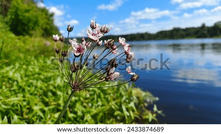 In summer, white-pink flowers of umbrella susacus (Butomus umbellatus) bloom in the water near the riverbank. Grass and trees grow on the bank. A forest grows on the far bank. Sunny weather