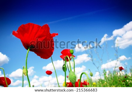 Similar – Image, Stock Photo Clapping poppies backlit under sunny sky