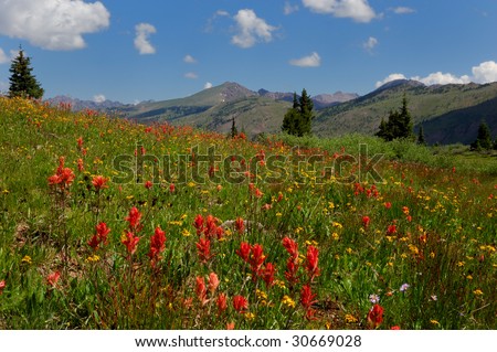 Summer Wildflowers