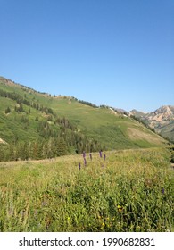 Summer Wildflowers At Alta, Utah