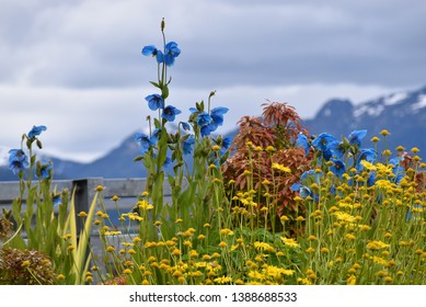 Summer Wildflowers In A Park In Sitka, Alaska