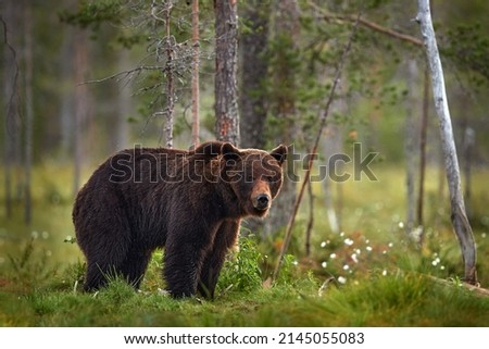 Similar – Image, Stock Photo Brown Bear