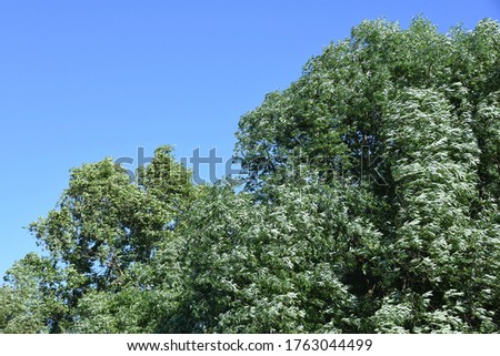 Summer wind or windy weather in the crown of trees or wind blow in treetops forest