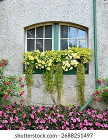 Summer window boxes with trailing chartreuse vines and beautiful yellow begonias adding charm to windows