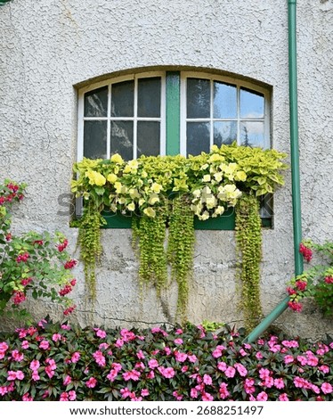 Summer window boxes with trailing chartreuse vines and beautiful yellow begonias adding charm to windows