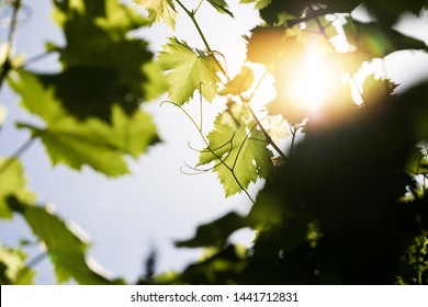 Summer Wine Leaves With Sunflare. South Of France Wineyard