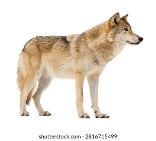 Summer Wolf Summer Wolf Side Profile Composi Isolated On White Background