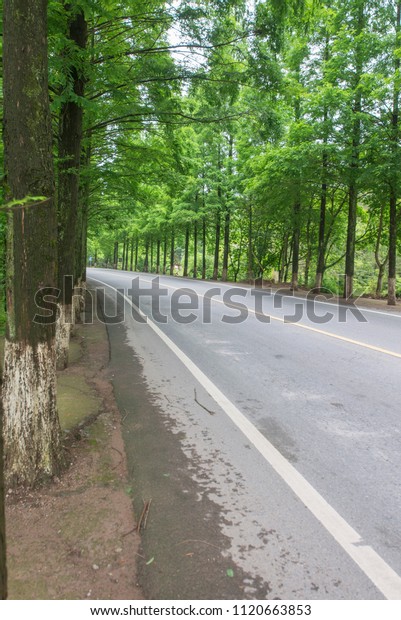 Summer woods\
road