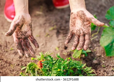 Summer Work In The Garden. Woman Replanting Marigold Flowers Plants Showing Dirty Hands Outdoor