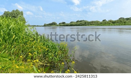 In summer, yellow flowers of Caltha palustris bloom in the water near the riverbank. Grass and trees grow on the bank. A deciduous forest grows on the far bank. Sunny weather and blue sky with clouds