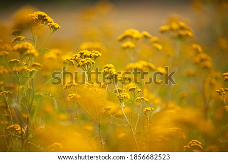 Similar – Yellow wildflowers on a riverbank in the evening light