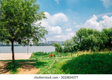 Summer Of Yeouido Hangang River Park In Seoul, Korea