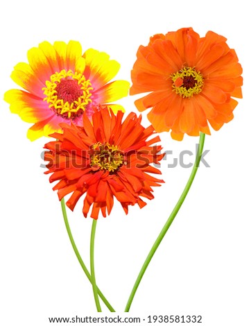 A summer zinnia flower branches isolated on white background