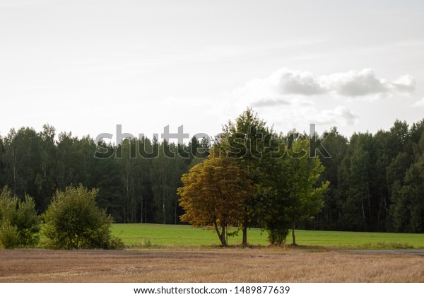 Summer-autumn rural landscape with a cleaned\
brown field and a field with greenish shoots. Trees and road\
dividing fields, green forest on the\
horizon.