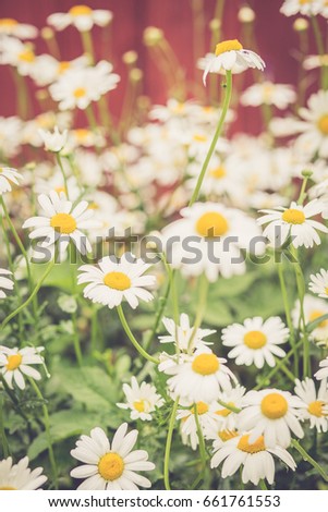 Summerflower