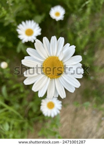 Summerflower in bloom as a closeup