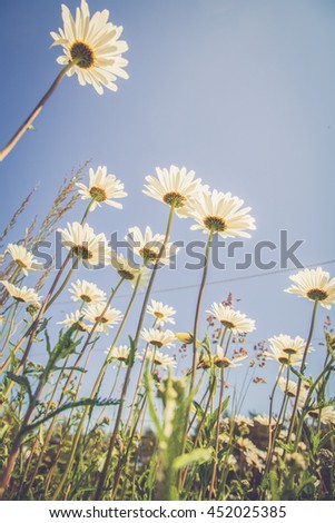Summerflowers