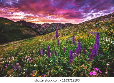 Summertime alpine wildflowers bloom in a sea of colors in Albion Basin of Alta, in the Wasatch mountains of Utah. - Powered by Shutterstock