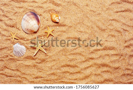 Summertime background image. Sea shell, mollusk and starfishes on beach sand, top view. Copy space.