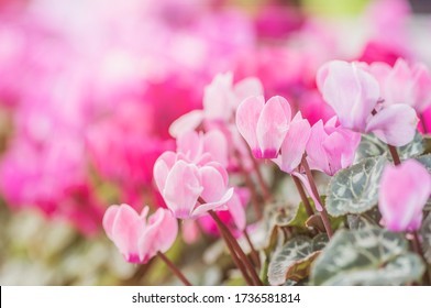 Summertime.  cyclamen flowers on Sunny summer day. Pink Cyclamen coum ( eastern sowbread ) and Cyclamen hederifolium ( ivy-leaved cyclamen or sowbread ) flowers on sunny bokeh - Shutterstock ID 1736581814