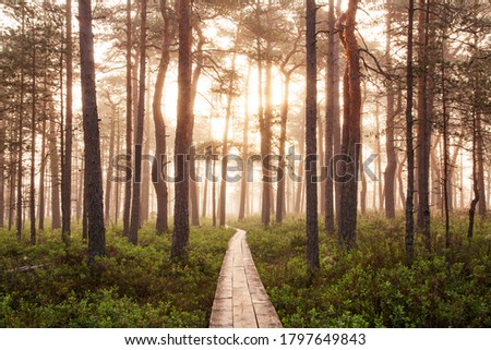 Summery hiking trail through a bog in the morning foggy sunrise in Soomaa National Park, Estonian nature, Northern Europe	