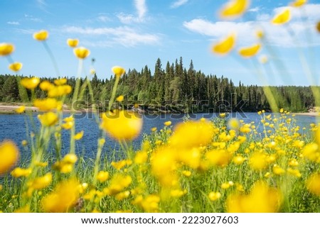 A summery landscape in Oulanka National Park shot through Ranunculus flowers during sunny day.