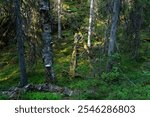 A summery primeval forest with some dead wood lying on the ground near Hepoköngäs in Puolanka, Northern Finland