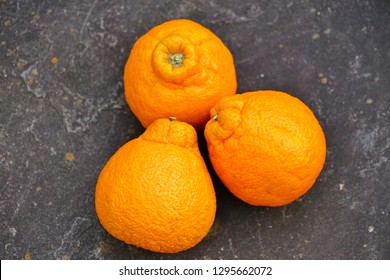 Sumo Citrus Giant Mandarin Orange Fruit