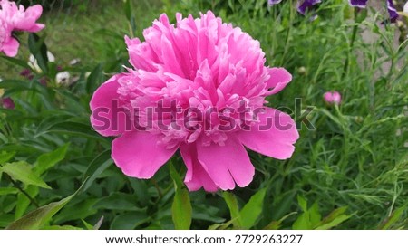 A Sumptuous Pink Peony Captured in Full Glory