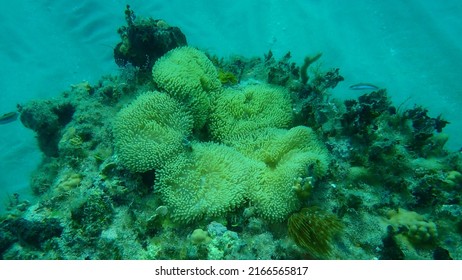 Sun Anemone Or Atlantic Carpet Anemone, Caribbean Sun Anemone (Stichodactyla Helianthus) Undersea, Atlantic Ocean, Cuba, Varadero