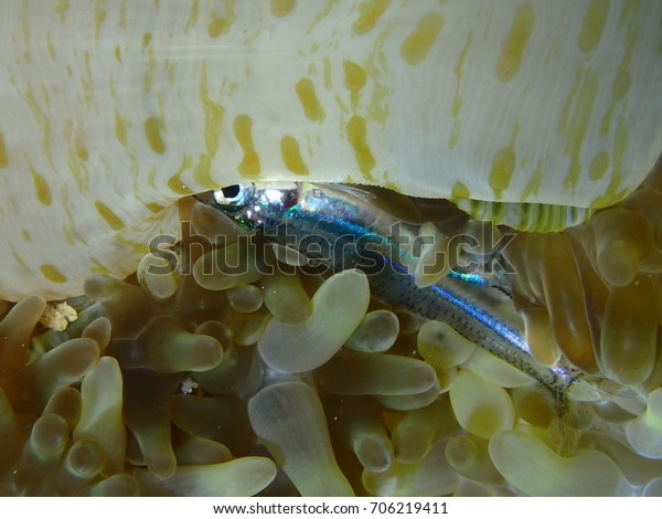 Sun Anemone\
Eating a Silver Fish Key West\
Florida