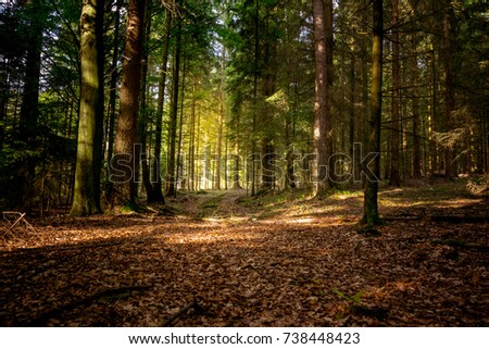 Sun in the Autumn in the bavarian forest with great sunlight