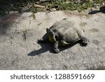 The sun bath 