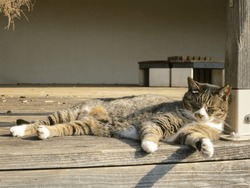 Sun Bathing Cat Napping On Wooden Deck