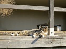 Sun Bathing Cat Napping On Wooden Deck