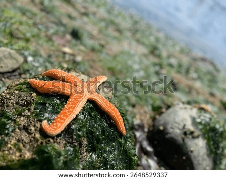 Sun bathing star fish on a rock
