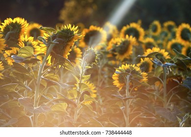 Sun Beam
