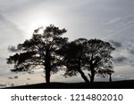 sun beaming into two trees