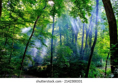 Sun beams in the Allschwiler Wald, Basel, Switzerland - Shutterstock ID 2142300331