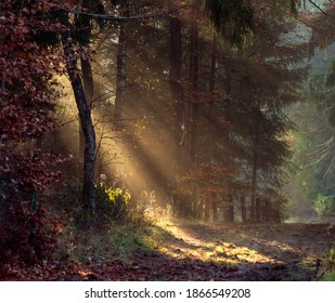 Sun beams break through the fog forest and seem on a path - Shutterstock ID 1866549208