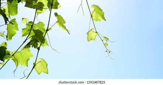 Sun beams break through the foliage of a vine against a blue background - banner and background