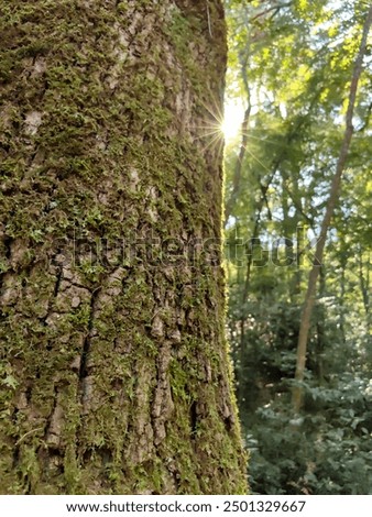 Sun beams comming up behing the tree in the forest in the morning in the nature park Šijana in Pula, Croatia